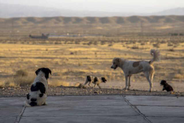 Cile: il conducente di un autobus si ferma per salvare dei cuccioli abbandonati
