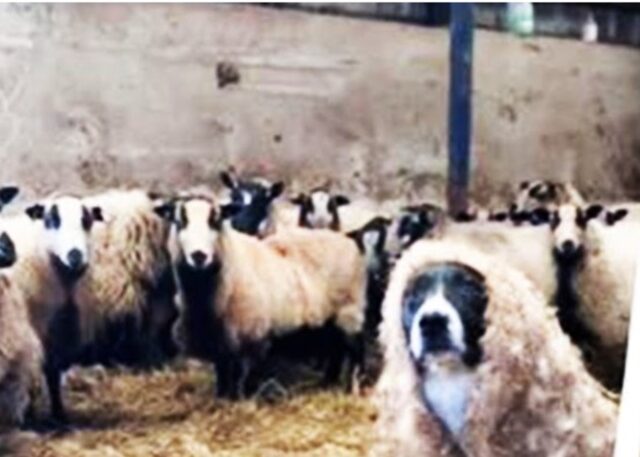 Un cucciolo Border Collie si confonde con le pecore della sua fattoria (VIDEO)