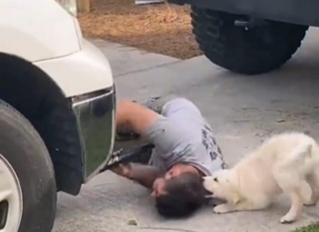 Un cucciolo Golden Retriever disturba affettuosamente il suo proprietario (VIDEO)