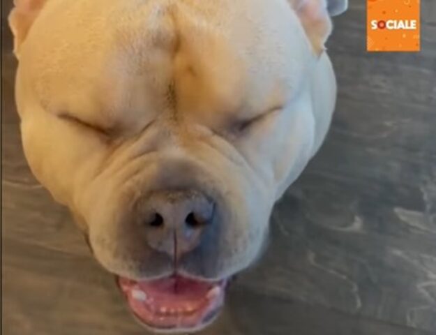 Un cucciolo di American Bully grande come un orso è dolcissimo (VIDEO)