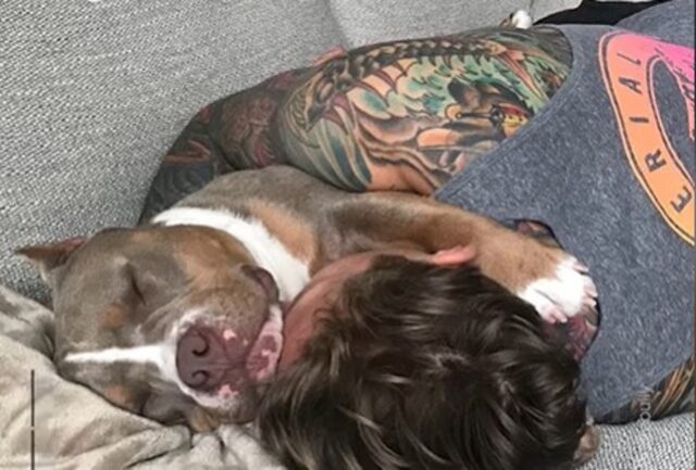Il cucciolo di American Bully Bronson ha trovato una famiglia con cui essere felice (VIDEO)