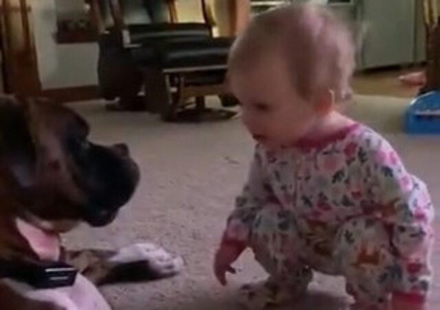 Cucciolo di Boxer comunica con la sua piccola sorellina umana (VIDEO)