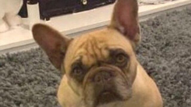Il cucciolo di Bulldog francese Roxie ha riabbracciato i suoi proprietari dopo cinque anni dal suo rapimento