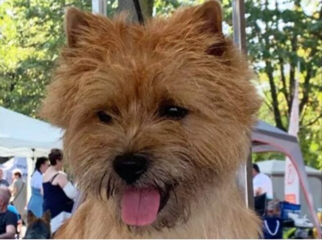 Il cucciolo di Cairn Terrier Glen ha vinto il titolo di cane più bello del mondo