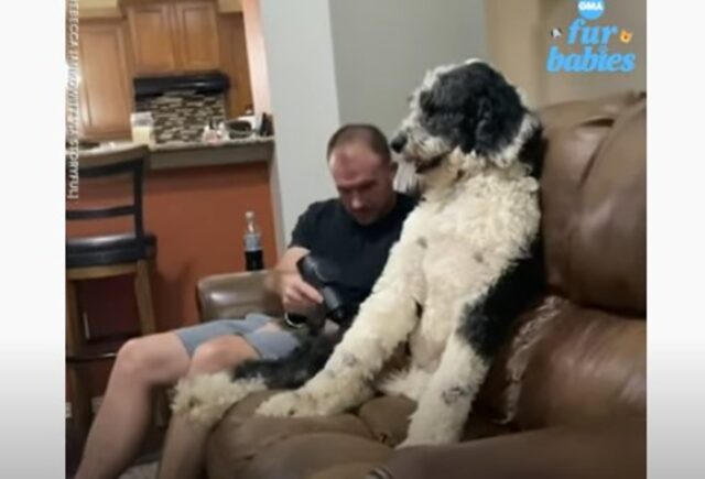 Il cucciolo di Cane Pastore Domino vuole che il padrone lo coccoli (VIDEO)