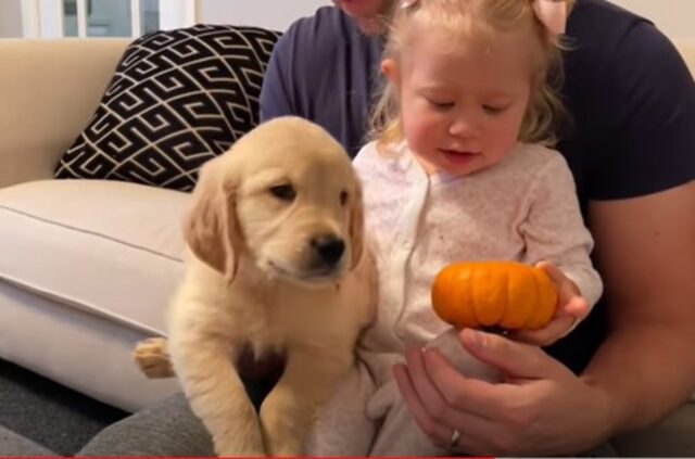 Il cucciolo di Golden Retriever Buddy incontra la sorellina Amelia (VIDEO)
