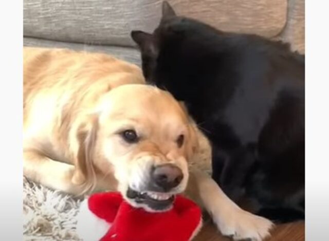 Un cucciolo di Golden Retriever non sopporta le abitudini del fratello gatto (VIDEO)