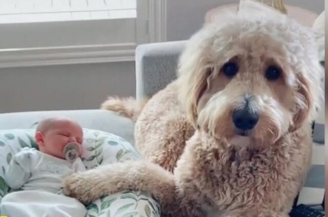 Il cucciolo di Goldendoodle Opie è innamorato del fratellino umano (VIDEO)