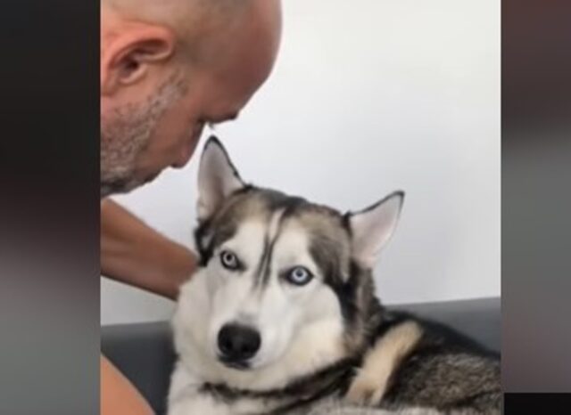 Il cucciolo di Husky Heisenberg non vuole cedere il posto sul divano al proprietario (VIDEO)