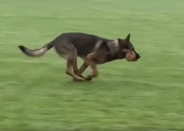 Un cucciolo di Pastore tedesco mostra le sue abilità