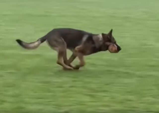Un cucciolo di Pastore tedesco mostra le sue abilità