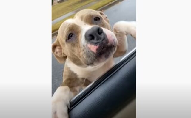Il cucciolo di Pitbull Ace è molto felice di rivedere la sua proprietaria (VIDEO)