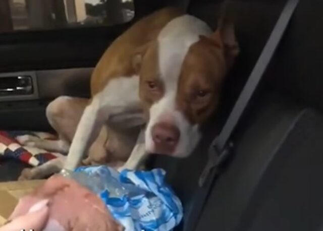 Cucciolo di Pitbull Buddy ha scelto la sua famiglia (VIDEO)