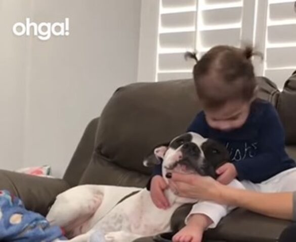 Il cucciolo di Pitbull Leo e la sua sorellina umana sono inseparabili (VIDEO)