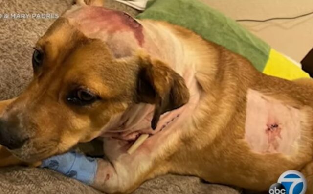 Il cucciolo di Pitbull Rocky ha difeso la sua famiglia dall’attacco di un leone della montagna (VIDEO)