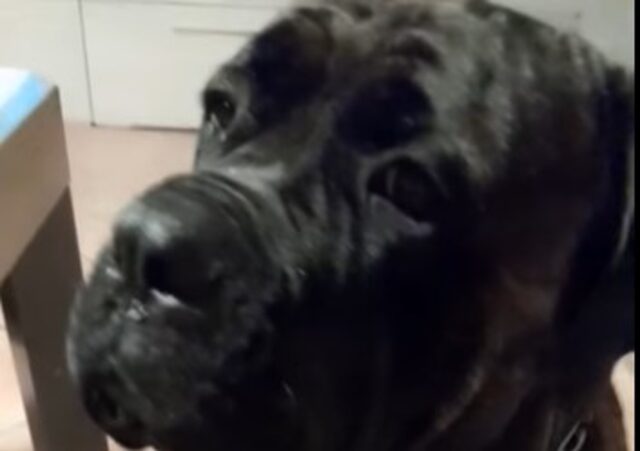 Cucciolo di cane Athos piange disperato per ottenere cibo dal proprietario (VIDEO)