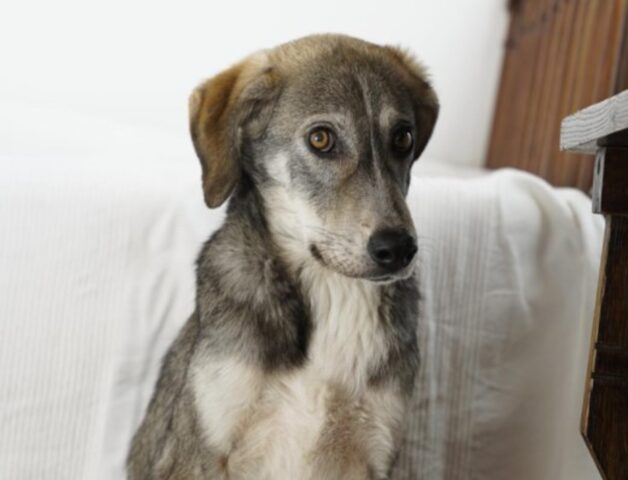 Il cucciolo di cane Boo è stato adottato e adesso non ha più paura (VIDEO)