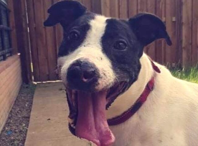 Il cucciolo di cane Brock è stato salvato dal suo violento proprietario