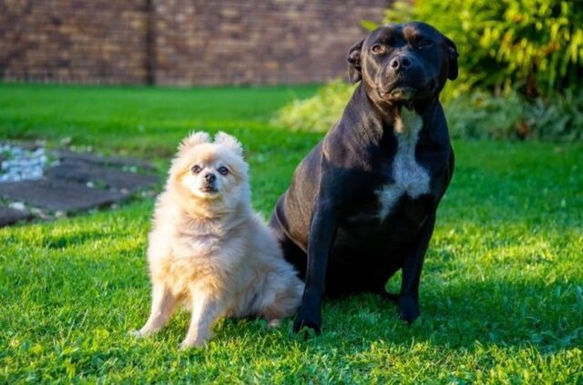 Il cucciolo di cane Chucky è caduto in piscina e la sua amica Jessie lo ha salvato (VIDEO)