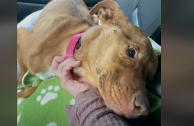 Cucciolo di cane Fig conosce la felicità da quando una donna lo ha salvato (VIDEO)