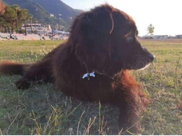 Cucciolo di cane Nerone cambia affidatario dopo le cure veterinarie