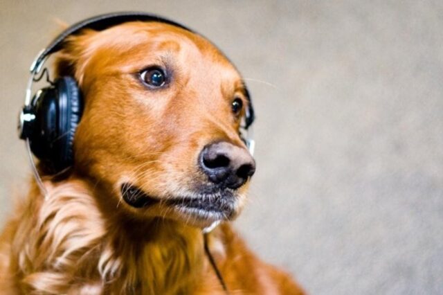 Cucciolo di cane Oscar ascolta la musica e ama generi diversi