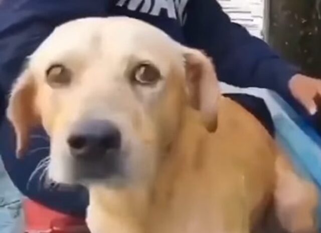 Un cucciolo di cane a causa di un violento nubifragio ha rischiato di perdere la vita