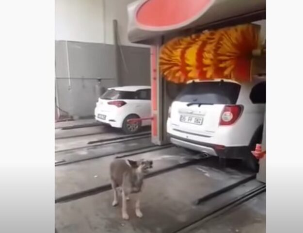 Cucciolo di cane adora il rullo del lavaggio auto; ecco le immagini