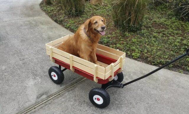 Cucciolo di cane anziano riceve un aiuto per tornare a casa