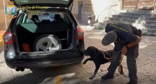 Il cucciolo di cane Elisir svolge il suo lavoro in modo impeccabile