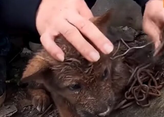Cucciolo di cane in catene è stato salvato dal suo attuale proprietario