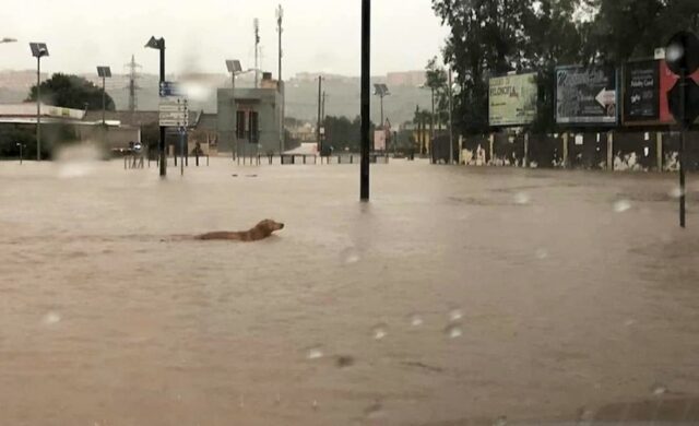 Un cucciolo di cane randagio ad Augusta ha rischiato di perdere la vita a causa dell’alluvione