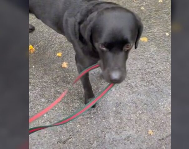 Il cucciolo di Labrador Retriever Denzel sta soffrendo per la morte del suo amico