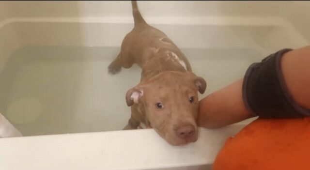 Cucciolo di pitbull fa il bagnetto per la prima volta (VIDEO)