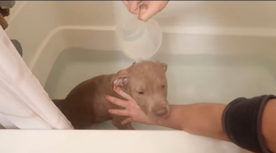 cucciolo di pitbull fa il bagnetto per la prima volta