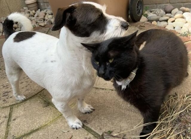 Il cucciolo di cane razza mista Benji ha trovato un amico molto speciale