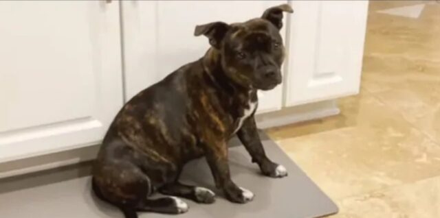 Curioso cagnolino assaggia il kefir per la prima volta (VIDEO)