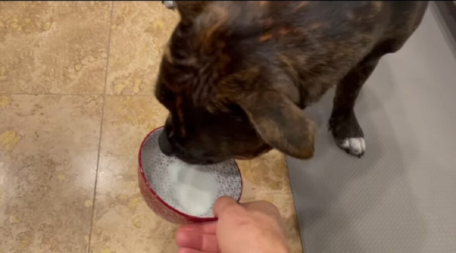 curioso cagnolino assaggia il kefir per la prima volta