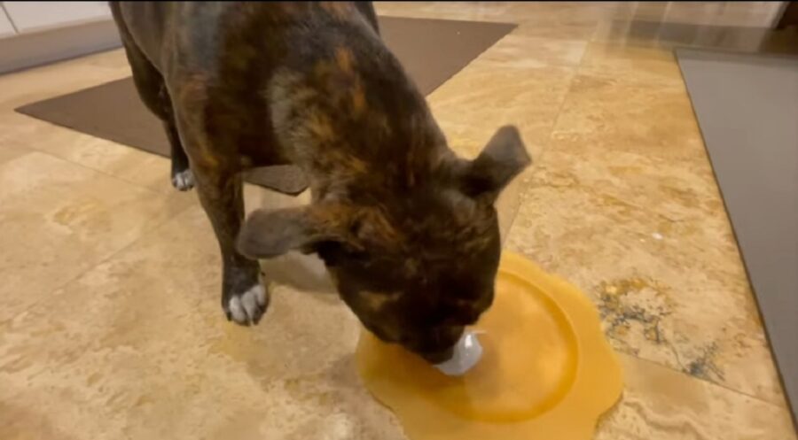 video di un curioso cagnolino