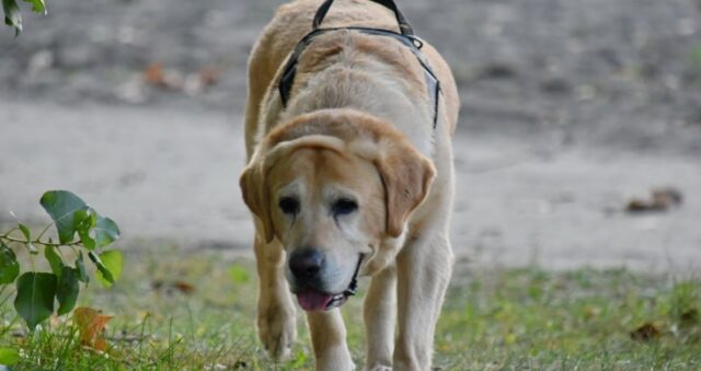 Due cuccioli di labrador salvano un uomo durante la loro passeggiata in montagna