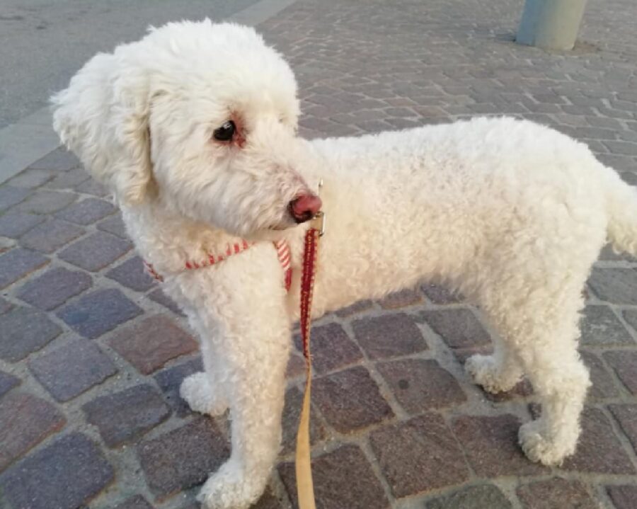 cagnolina barboncina pelo bianco 