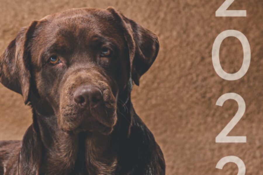 cane labrador chocolate