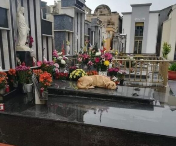 Il dolce Labrador che dorme al cimitero a Salerno: la foto che fa battere il cuore