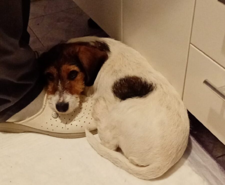 cagnolina vicino proprietario