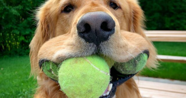 Finley, il Golden Retriever che ha battuto il Guinness world record con sei palline in bocca