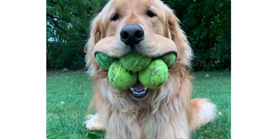 cane con palline