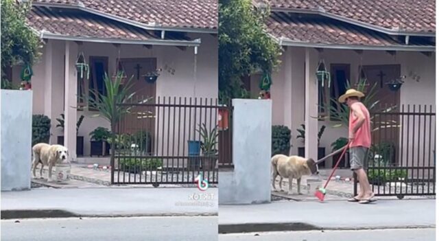 Cucciolo di cane tiene il secchio per le foglie al suo padrone