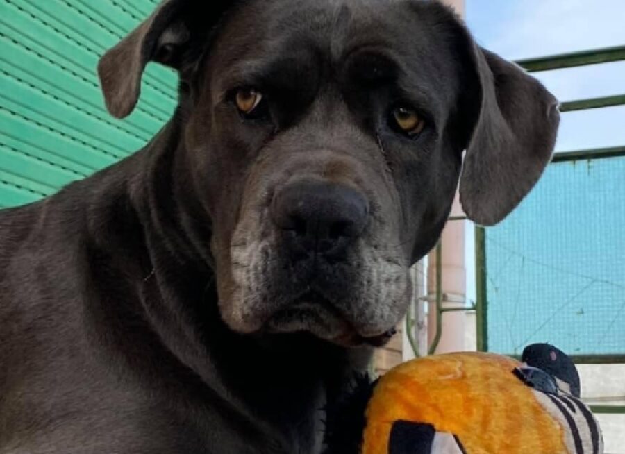 cagnolina femmina corso grigio scuro