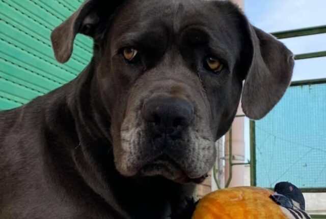 Francavilla Fontana, un grosso cane Corso viene a smarrirsi, Kefla è svanita come se nulla fosse