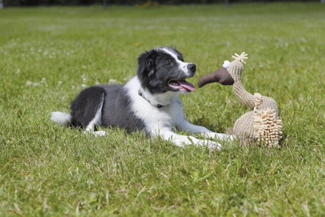 5 giochi per cuccioli di cane iperattivi, i migliori per il piccolo Fido